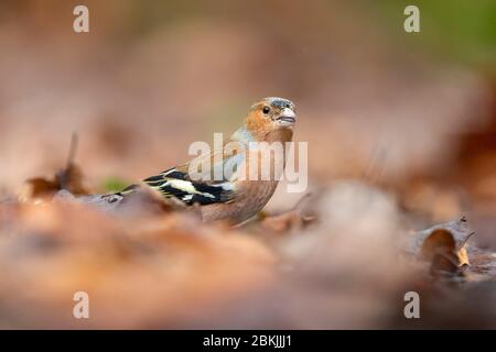 Francia, Sarthe , Rouesse Vasse, boschetto, Chaffinch comune (Fringilla coelebs) Foto Stock