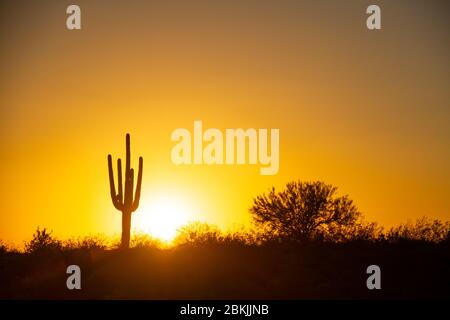 Tramonto sul deserto sotto un cielo privo di nuvole con un cactus Saguaro in primo piano. Foto Stock