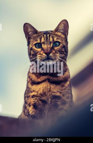 Una vista a basso angolo di un bellissimo gatto bengala pedigree che guarda la macchina fotografica mentre guarda aloof e haughty su un tetto Foto Stock