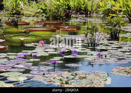 Un grande stagno riempito con viola profondo, viola chiaro e rosa acqua giglio fiori, giglio pastiglie, e varie piante d'acqua in estate Foto Stock