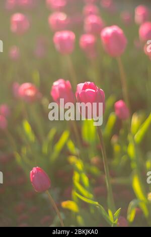 Vivaci tulipani rosa al tramonto in un parco a Glasgow Scozia Foto Stock