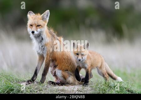 Un kit Red Fox (Vulpes vulpes) con madre, Montana USA Foto Stock