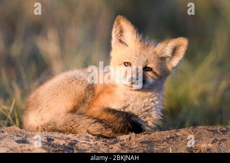 Una divisa arricciata di Red Fox (Vulpes vulpes), Montana USA Foto Stock