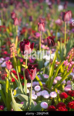 Tulipani animati e soleggiato in un giardino formale in Scozia Foto Stock