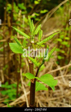 Giapponese Fallopia japonica annodata che inizia a crescere in primavera nel Regno Unito. Foto Stock