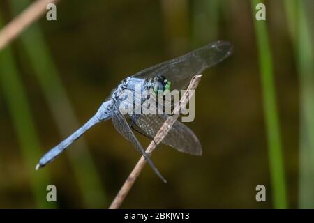 Una libellula blu dasher nel suo habitat naturale nella Pennsylvania orientale Foto Stock