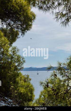 Un cielo azzurro circondato da pini, pini e verde in una giornata di sole in estate in Dalmazia, Croazia. Natura mediterranea vicino agli Adri Foto Stock