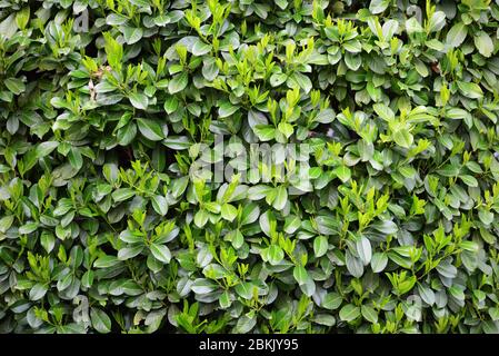 Allori verdi foglie di sfondo copertura modello natura Foto Stock