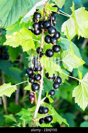 Ribes nero ramo con frutta. Ribes organico in un frutteto. Rami con frutta succosa. Primo piano del currante maturo sul ramo nel giardino. Foto Stock