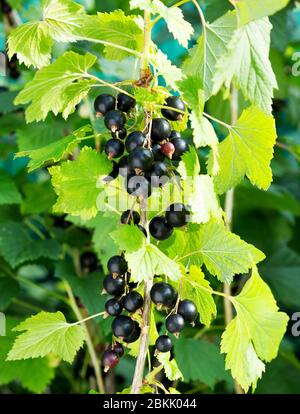 Ribes nero ramo con frutta. Ribes organico in un frutteto. Rami con frutta succosa. Primo piano del currante maturo sul ramo nel giardino. Foto Stock