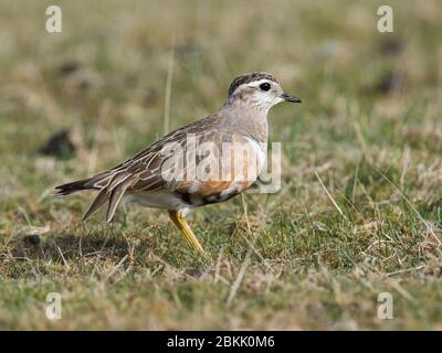 In prossimità di una beccaccia Charadrius morinellus su un Peak District brughiera a molla sul passaggio alla Scozia Scotland Foto Stock