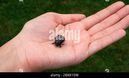 Rinoceronte di cocco (Oryctes rinoceronte). Grande bug nero nella mano di una donna sollevata dal prato. Foto Stock