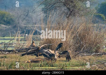 steppa aquila gregge lotta piena apertura alare su macchiato cervo uccidere e orientale imperiale aquila guardare. Scena d'azione in gruppo di animali selvatici a keoladeo Foto Stock