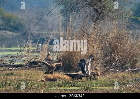 steppa aquila gregge lotta piena apertura alare su macchiato cervo uccidere e orientale imperiale aquila guardare. Scena d'azione in gruppo di animali selvatici a keoladeo Foto Stock