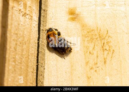 Una regina comune carder ape Bombus pascuorum poggiato su una recinzione di legno in slat sole di primavera Foto Stock