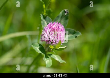 Primo piano del fiore di trifoglio rosso (Trifolium pratense) su sfondo verde Foto Stock
