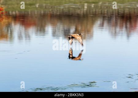 Canada Oca che vola sull'acqua Foto Stock