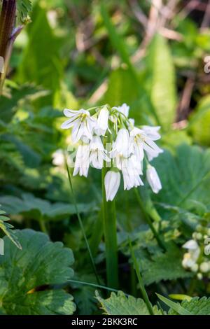 I fiori bianchi di un 3 corn Leek Allium triquetrum crescere in ombra sul fondo di un hedgerow Foto Stock