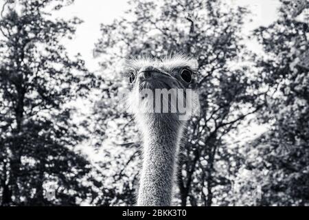 Vista in bianco e nero di un ostrich Foto Stock