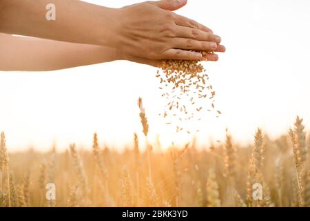 mani che versano grano maturo su campo di cereali Foto Stock