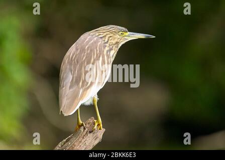 Un Heron Squacco seduto su un ramo, in agguato per il cibo Foto Stock