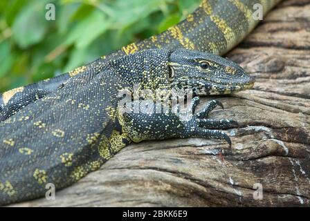 Nile Monitor Lizards riposati e riscaldati su un pezzo di tronco Foto Stock