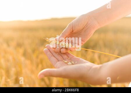 mani che pelano il guscio di spickelet su campo di cereali Foto Stock