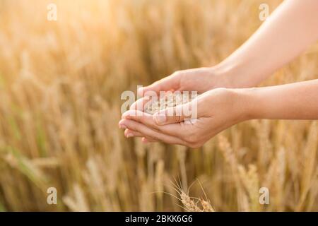 mani che tengono grano maturo grano su campo di cereali Foto Stock