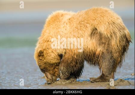 Orso marrone costiero, Grizzly (Ursus arctos), Parco Nazionale e Riserva del Lago Clark, Alaska, Stati Uniti, di Dominique Braud/Dembinsky Photo Assoc Foto Stock