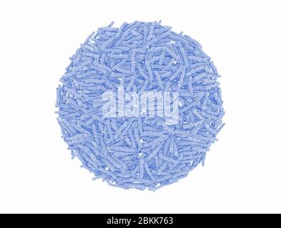 Cellule batteriche di Streptococcus pneumonia. Microscopico. Isolato su bianco. Foto Stock