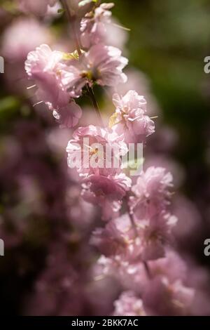 Fioritura di mandorla fiorita, Prunus triloba Foto Stock