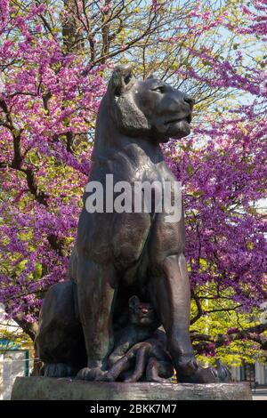 Scultura in bronzo di una leonessa con un piccolo cucciolo di leone. Albero cercis fiorente con fiori rosa. Albero di Giuda. Foto Stock