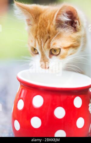 Poco zenzero gattino bevande latte da un colore rosso brillante cup Foto Stock