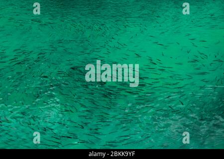 PISCINE ALLEVATORI DI PESCE PER TROTE BALCANICHE E ARCOBALENO Foto Stock