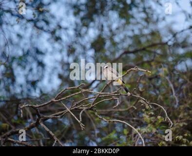 Bulbul bianco barrato su un albero spinoso. Foto Stock