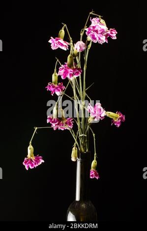 Fiori di garofano rosa appassito isolati sullo sfondo nero Foto Stock