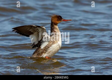 Merganser rosso breast sul lago Michigan. Foto Stock