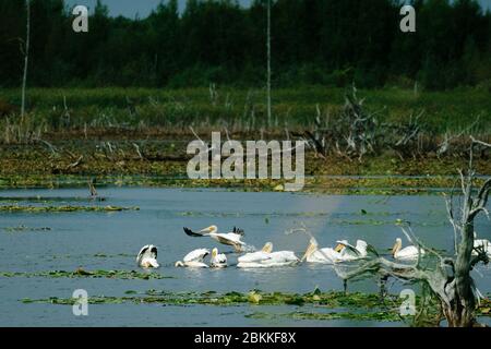 Ampia vista di un gruppo di pellicani bianchi americani Uno stagno del Minnesota Foto Stock