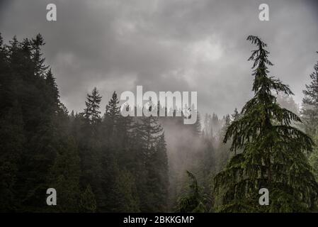 Hemlock Trees in Light Fog e Moody Skies nella British Columbia, Canada Foto Stock