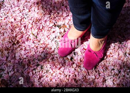 Indossare scarpe rosa su una strada coperta di petali rosa caduti dai fiori di ciliegia in primavera Foto Stock