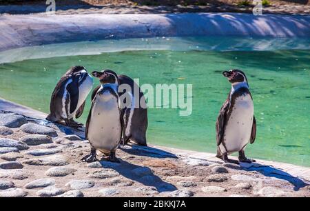 Humboldt Penguins (in latino: Sfeniscus humboldti) è un pinguino sudamericano che vive principalmente nella costa del Cile e del Perù Foto Stock