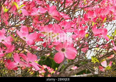 Fiori rosa del Doggwood fiorente (Cornus florida) Foto Stock