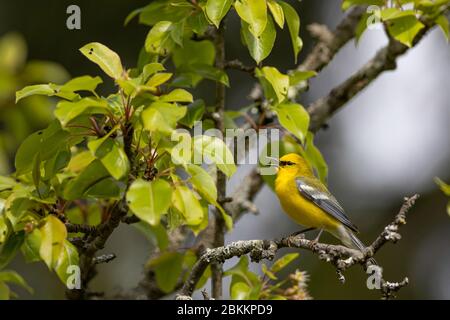 Vermivora cyanoptera Foto Stock