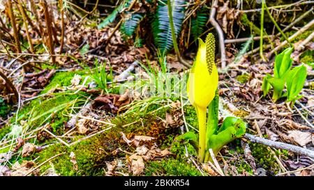 Il fiore giallo del Western Skunk Cabbage nella Upper Squamish Valley nella British Columbia, Canada Foto Stock