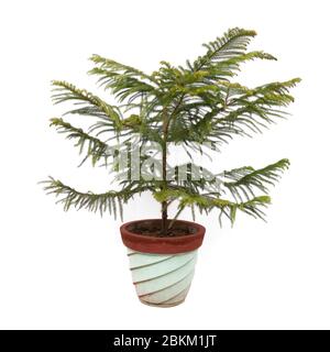 Norfolk Island Pine pianta albero incapsulato in vaso di fiori isolato su sfondo bianco Foto Stock