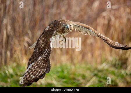 Il giovane falco rosso (Accipitridae) prende il volo Colorado, USA Foto Stock