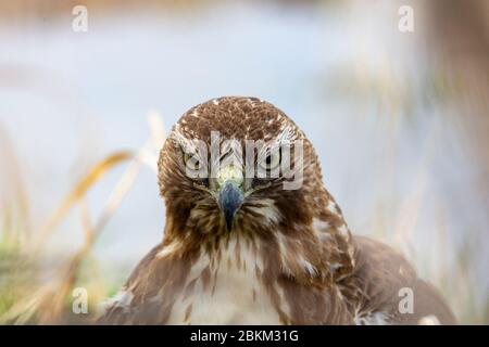 Primo piano di giovane falco dalla coda rossa (Buteo jamaicensis) Colorado, USA Foto Stock
