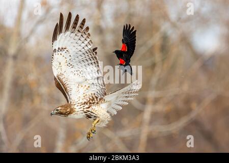 Giovane falco dalla coda rossa (Accipitridae) attaccato da uccello nero alato rosso (Agelaius phoeniceus) Colorado, Stati Uniti Foto Stock