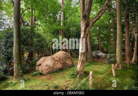 Una scena forestale con le rocce e cipressi e alberi di acero nel tradizionale parco giapponese coperto di muschio (dobashi) a suggerire che il giardino i Foto Stock