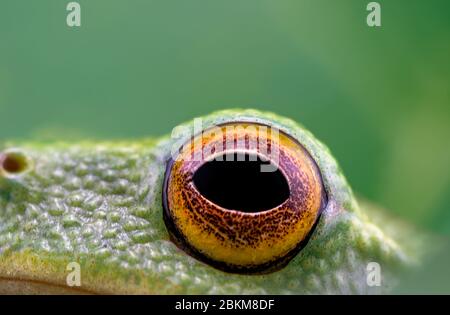 L'occhio di una piccola rana verde di soli 15 mm di lunghezza, cattura in macro Foto Stock